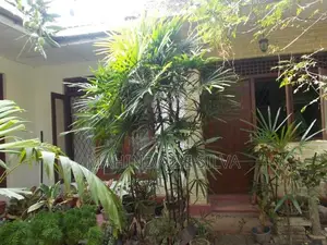 Palm Plant