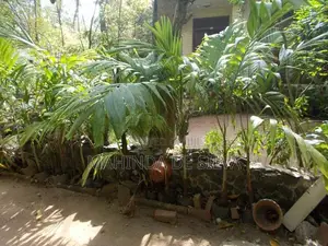Palm Plant