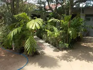 Palm Plant