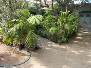 Palm Plant