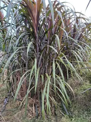 புல்லு கட்டை