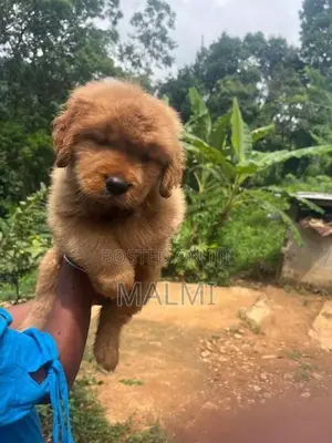 Golden Retriever Puppy