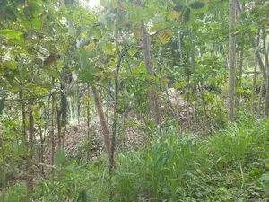 Land For Sale in Mawanella – Hingula (Ganethenna / Molligoda)(SSPL-301