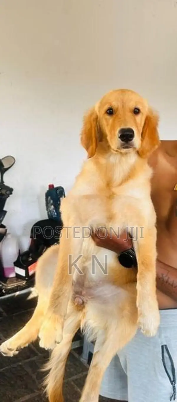 Golden Retriever Puppies