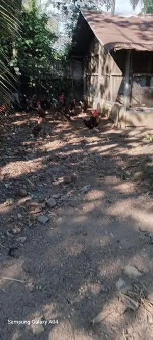 ගම් කුකුලු