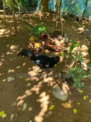 Kadaknath Chicken