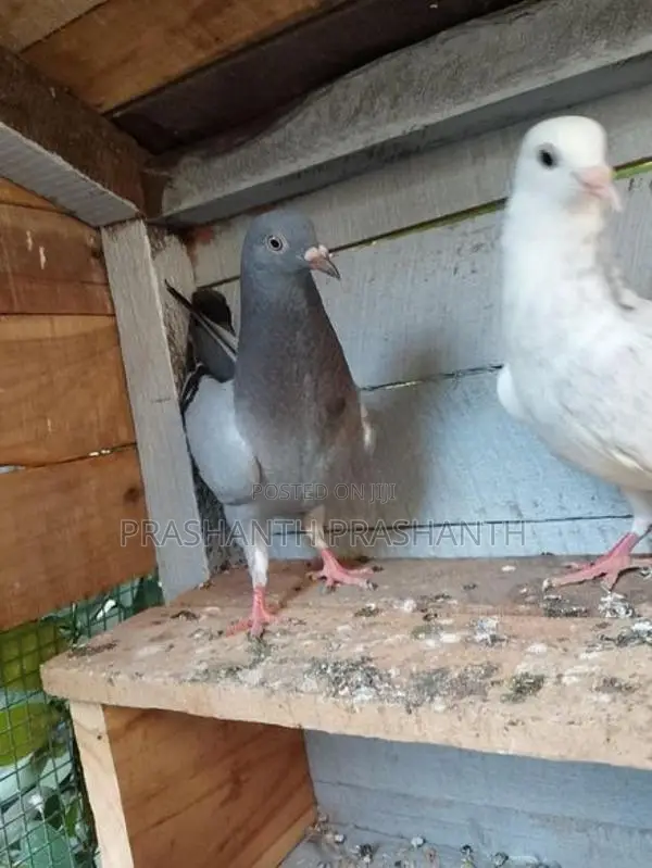 Pigeon