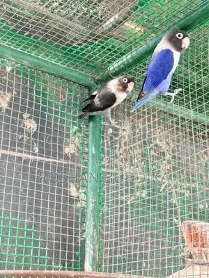 African Love Birds