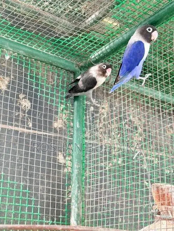 African Love Birds