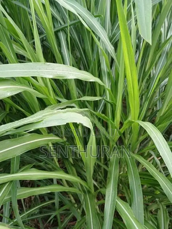 புல்லு கட்டை