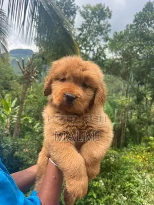 Golden Retriever Puppy