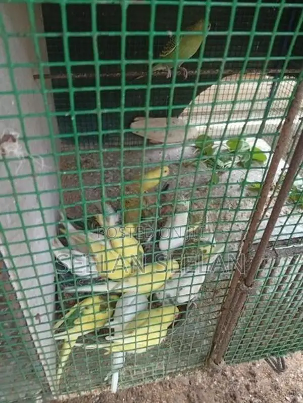 Love Birds