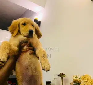 Golden Retriever Puppies