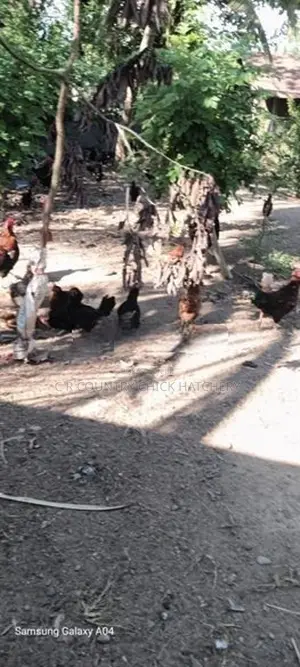 ගම් කුකුලු