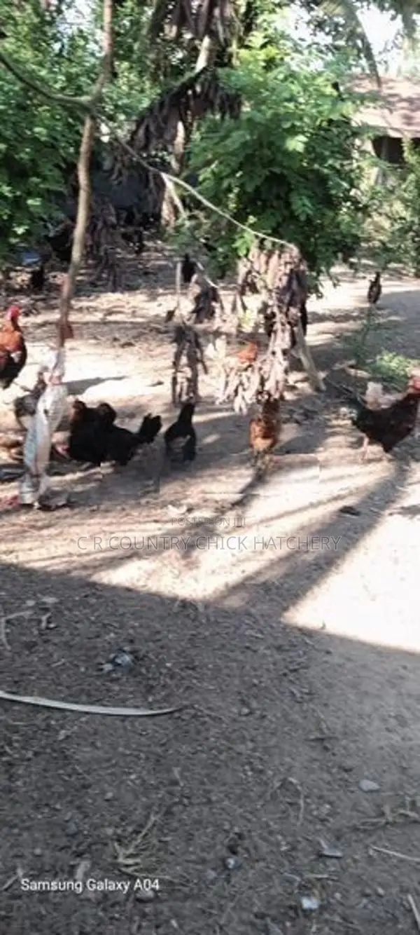 ගම් කුකුලු