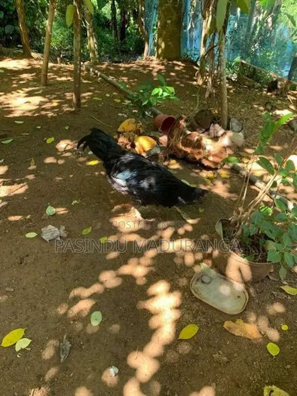 Kadaknath Chicken