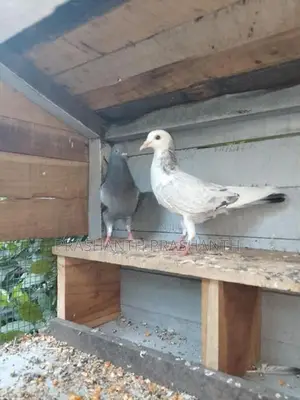 Pigeon