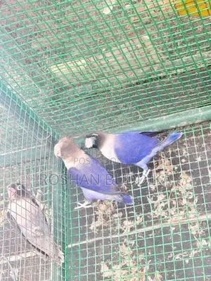 African Love Birds