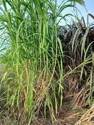 புல்லு கட்டை