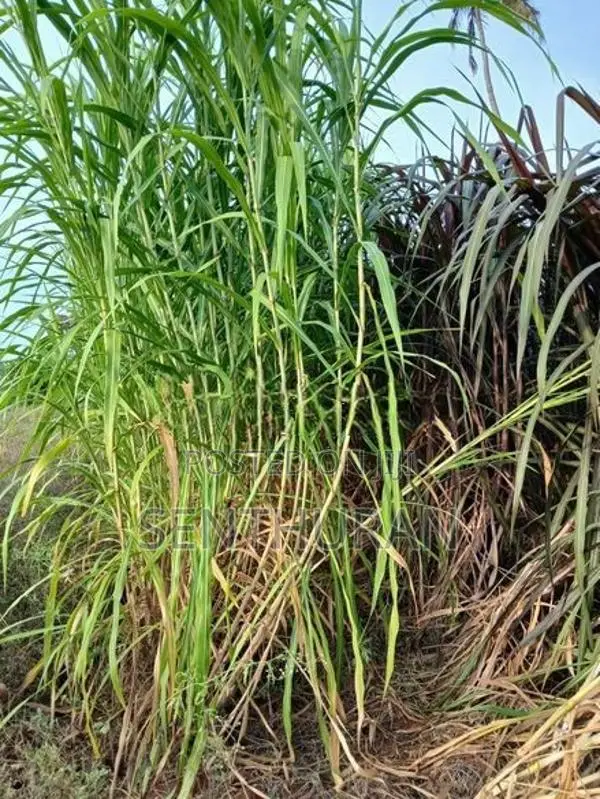 புல்லு கட்டை