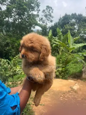 Golden Retriever Puppy