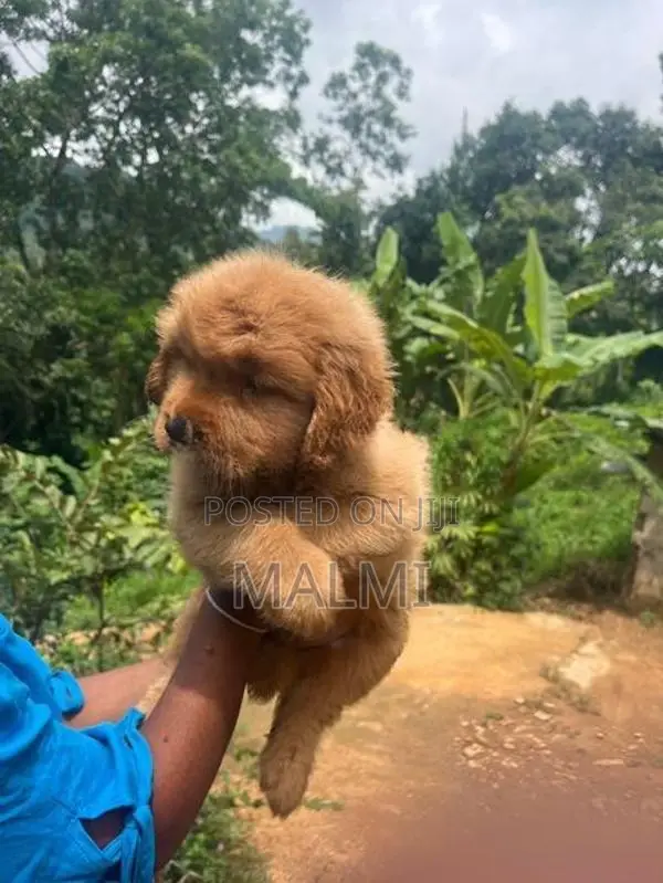 Golden Retriever Puppy