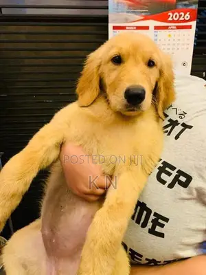 Golden Retriever Puppies