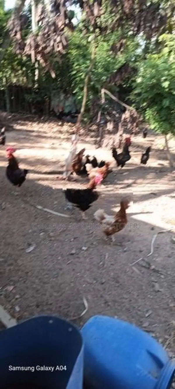 ගම් කුකුලු