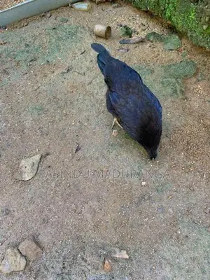 Kadaknath Chicken