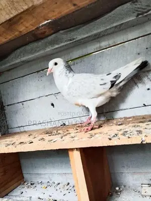Pigeon