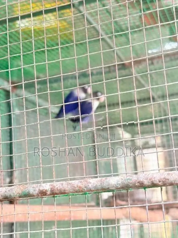 African Love Birds