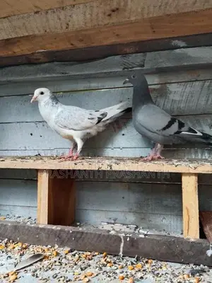 Pigeon