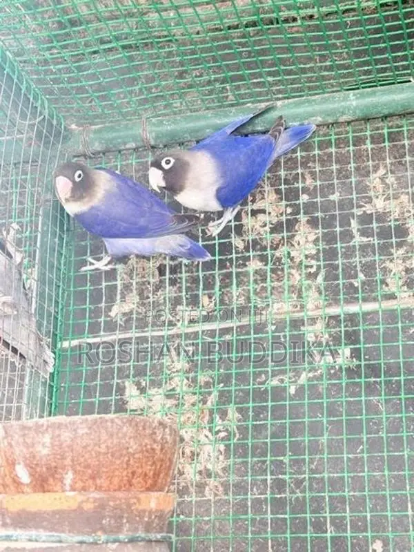 African Love Birds