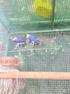 African Love Birds