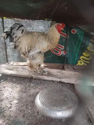 Brahma Chicken