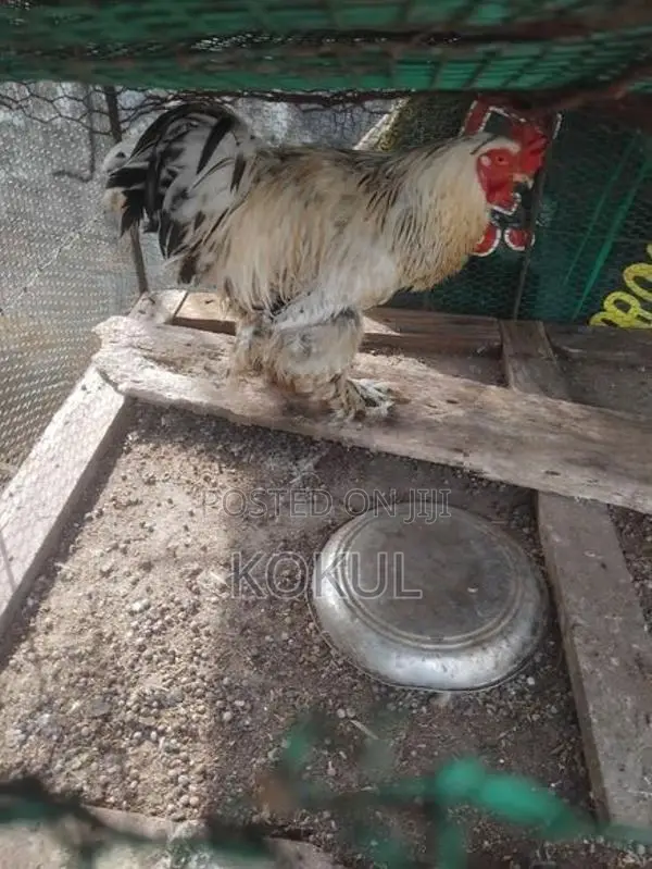 Brahma Chicken