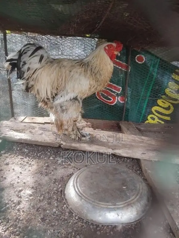 Brahma Chicken