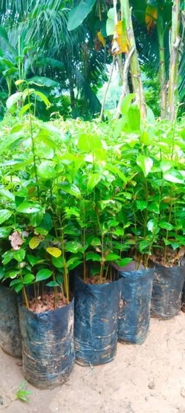 වාර කුරැදු පැළ