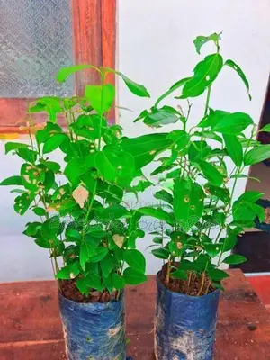 වාර කුරැදු පැළ