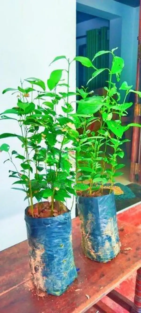 වාර කුරැදු පැළ