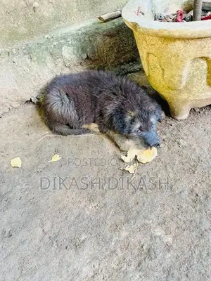 German Shepherd