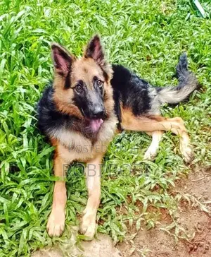 German Shepherd Dog