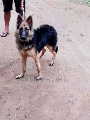 German Shepherd Dog