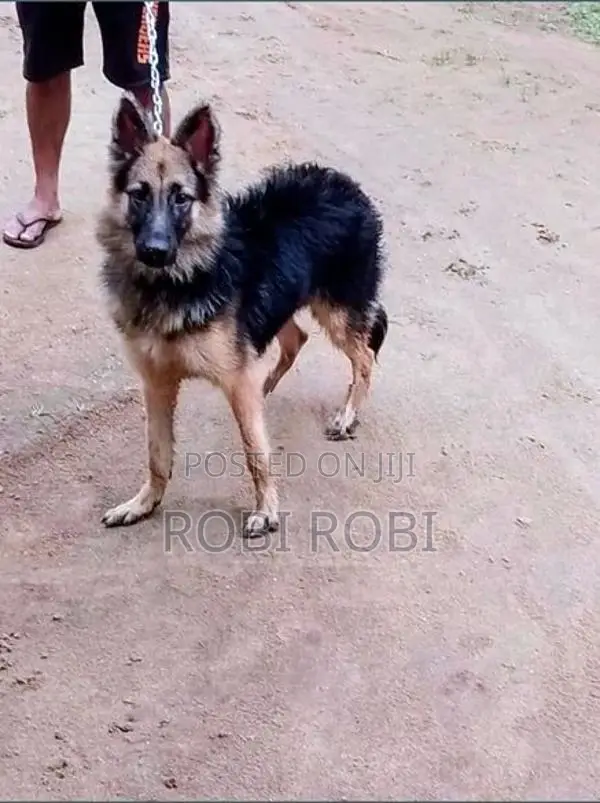 German Shepherd Dog