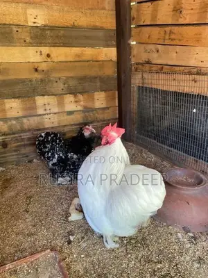 Bantam