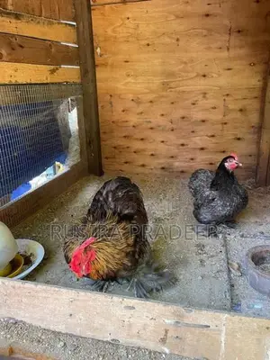 Bantam