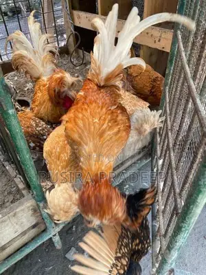 Bantam