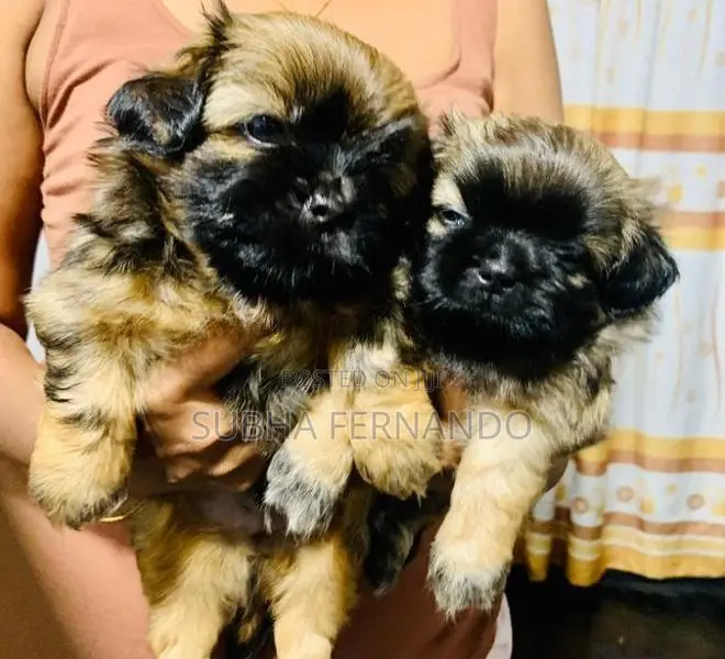 Shih Tzu Puppies