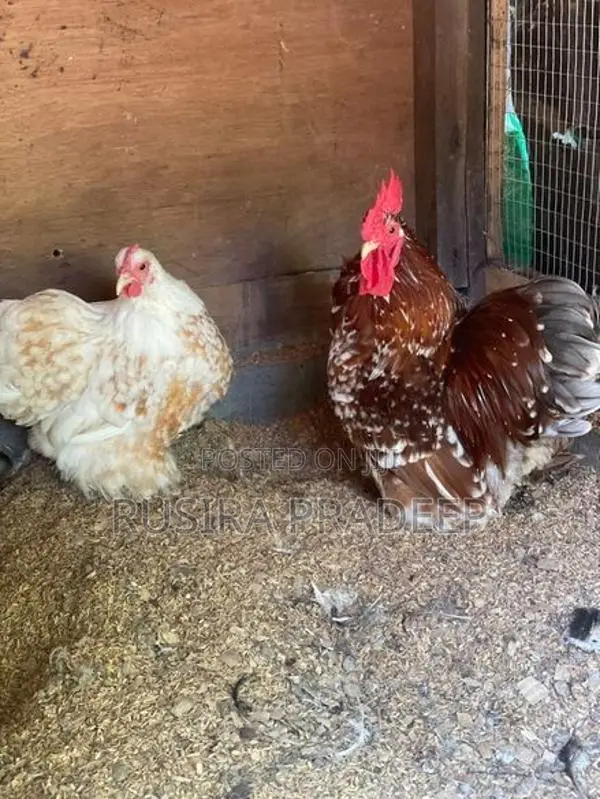 Bantam
