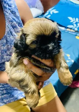 Shih Tzu Puppies